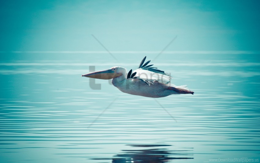 flying pelican swimming water wallpaper PNG files with clear background