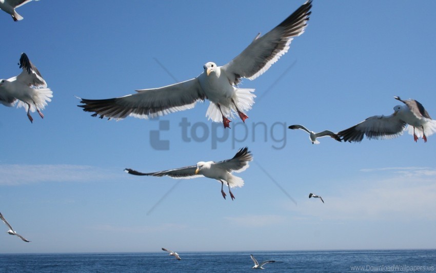 flying sea seagulls sky wallpaper PNG pictures with no background