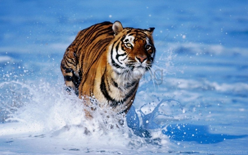 foam jump snow tiger wallpaper PNG clip art transparent background