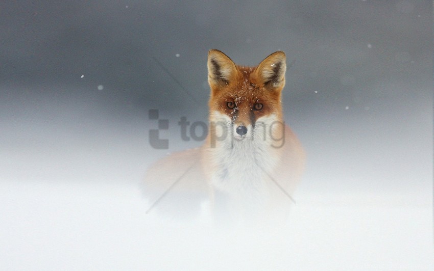 fog fox muzzle snow wallpaper Transparent PNG Isolated Object