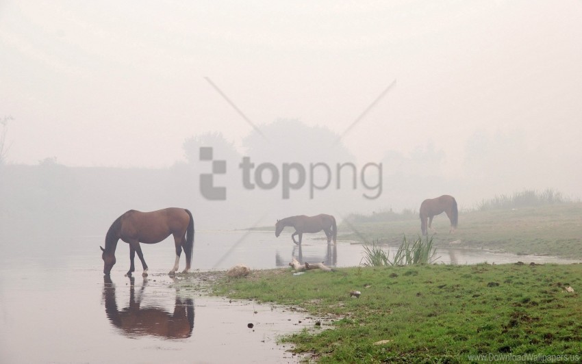 fog horse river sky wallpaper Free PNG images with transparent layers compilation