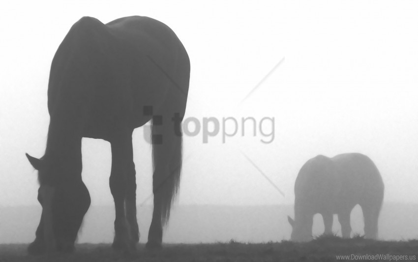 fog horse shadow silhouette wallpaper PNG for online use