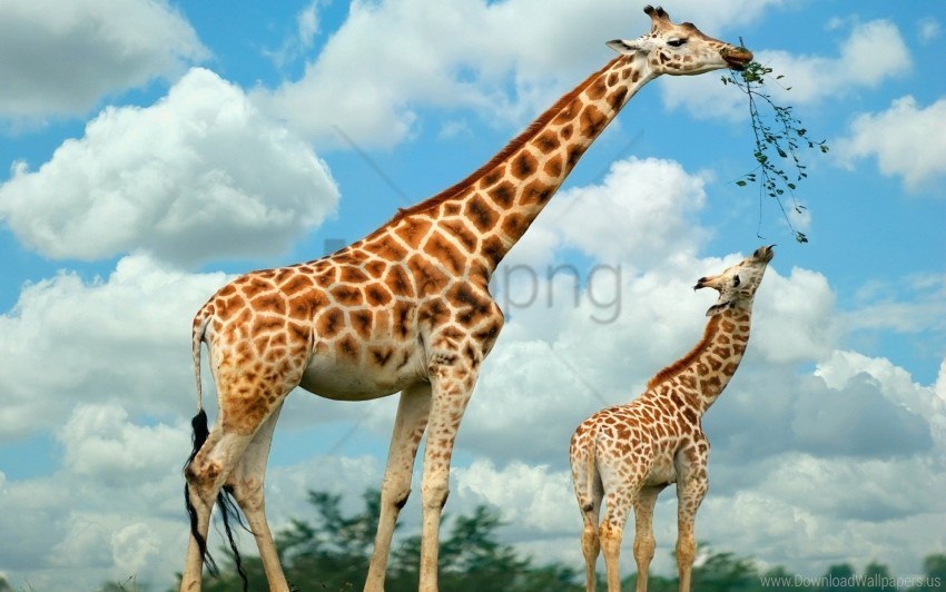 Food Giraffe Nature Walk Wallpaper Transparent PNG Isolated Object With Detail