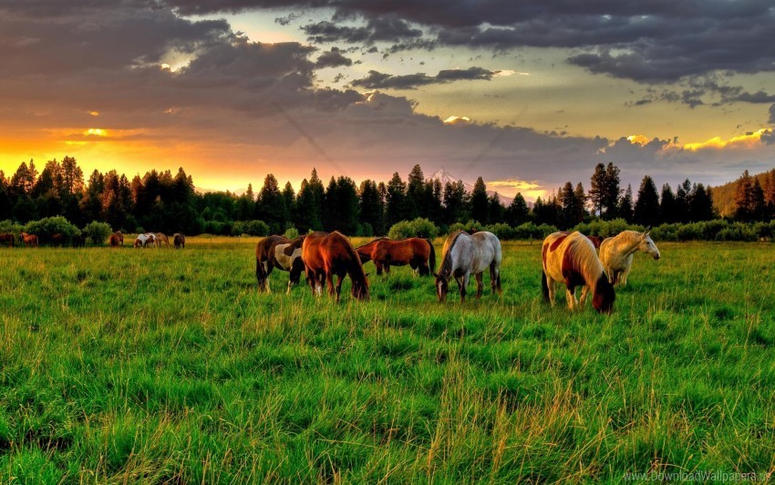 food golf horses sunset wallpaper No-background PNGs