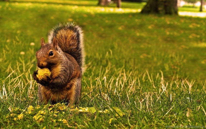 food grass squirrel wallpaper Isolated PNG Graphic with Transparency