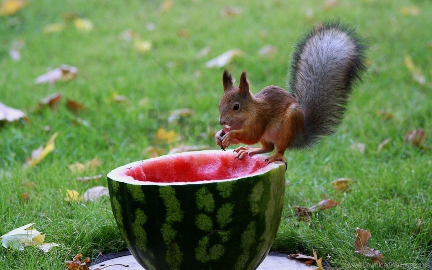 food grass squirrel watermelon wallpaper High-resolution PNG images with transparency wide set