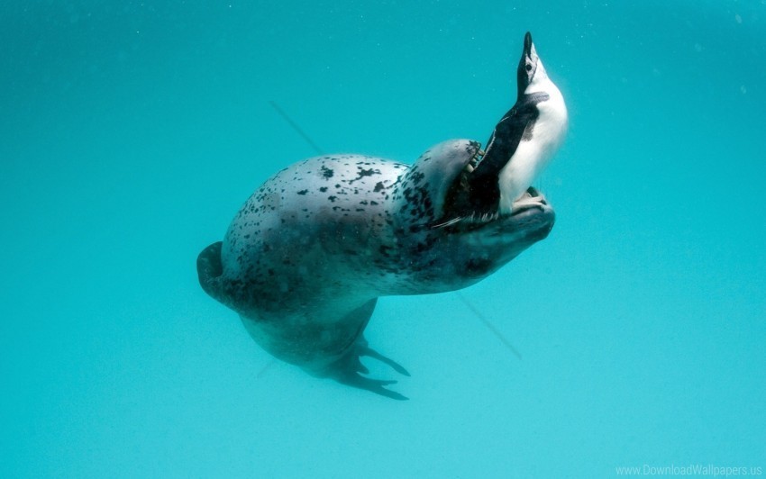 food hunting leopard seal mining penguin water wallpaper PNG transparent graphics bundle