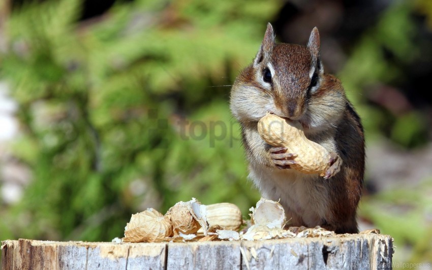food mining nuts squirrel wallpaper PNG Image with Isolated Artwork