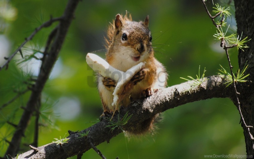 food mushroom squirrel tree climbing wallpaper PNG photo without watermark