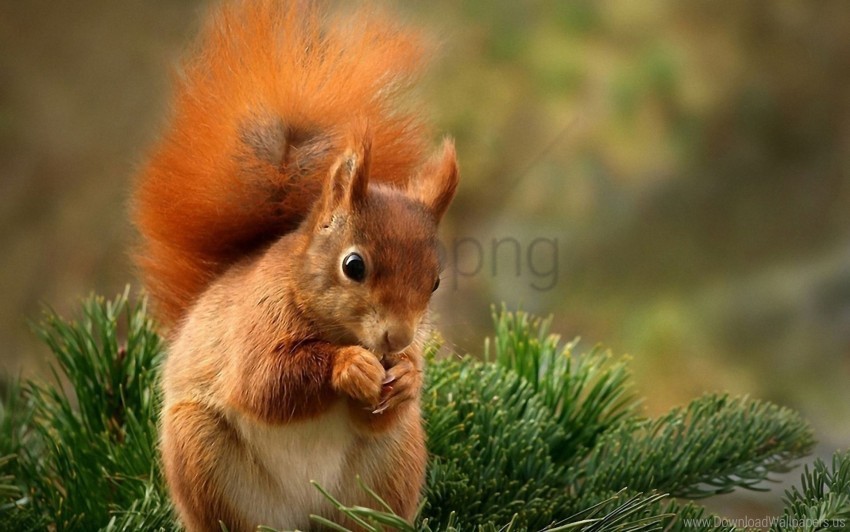 food spruce squirrel stand wallpaper Clear Background PNG Isolated Design Element