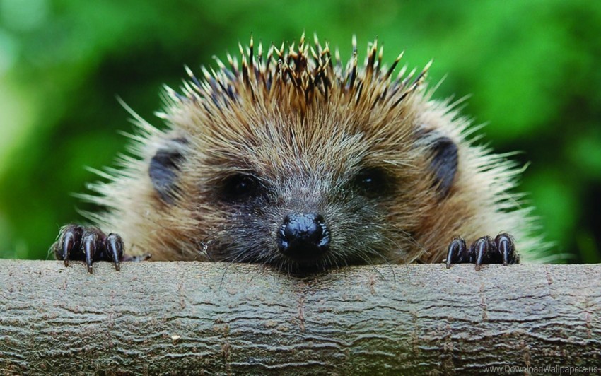 foot hedgehog muzzle timber wallpaper PNG images with alpha channel selection