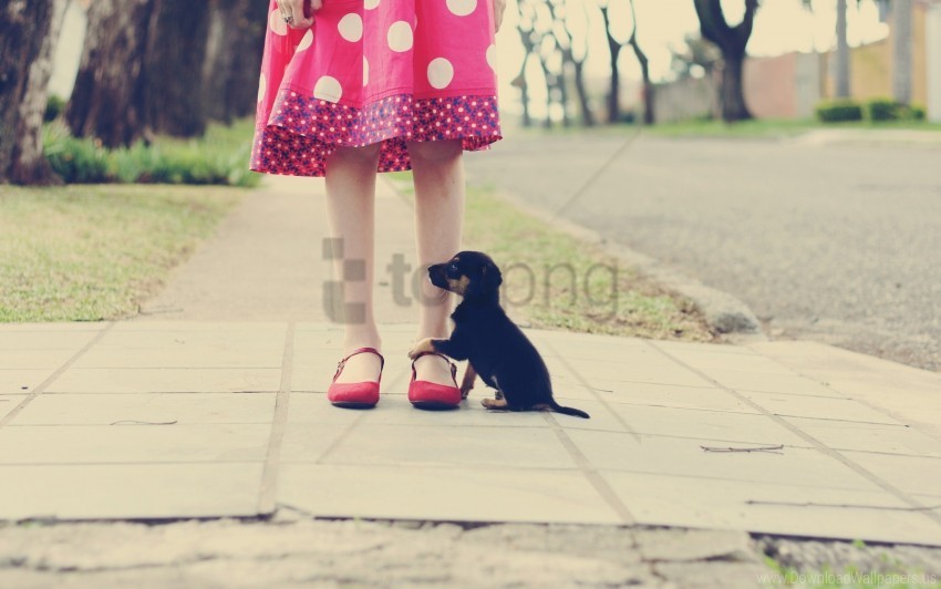 foot loyalty puppy road wallpaper Isolated Graphic with Clear Background PNG