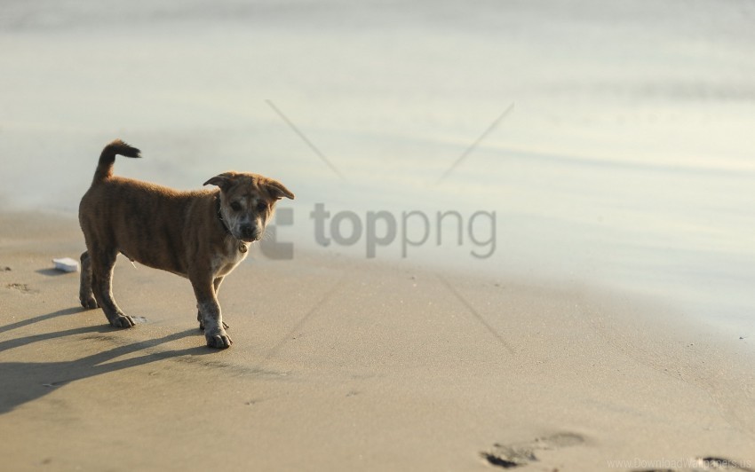 footprints light puppy sand wallpaper Isolated Icon on Transparent PNG