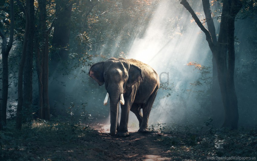 forest elephant 4k wallpaper PNG Graphic with Isolated Transparency