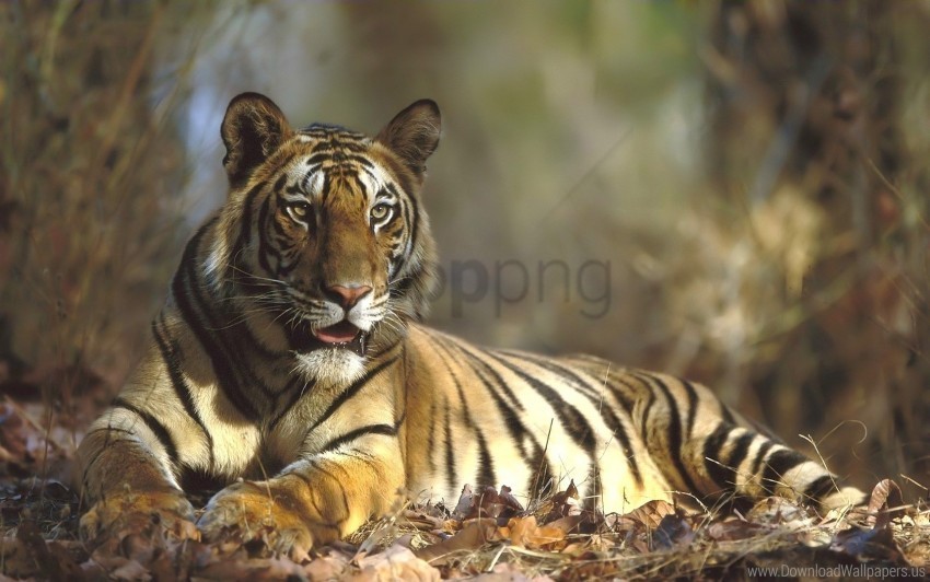 forest grass lying tiger wallpaper Isolated Graphic in Transparent PNG Format