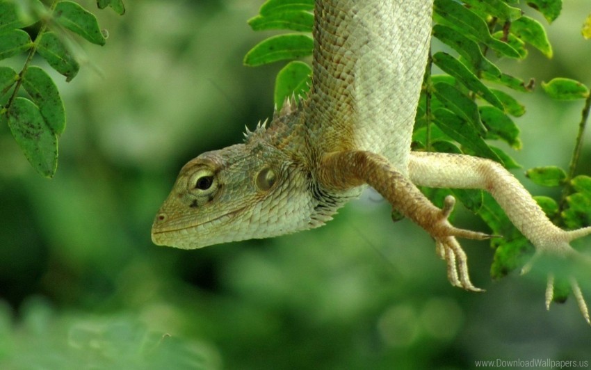 forest green lizard nature wallpaper Images in PNG format with transparency
