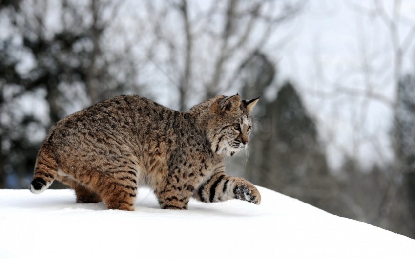 forest lynx playful snow walk winter wallpaper PNG images without watermarks