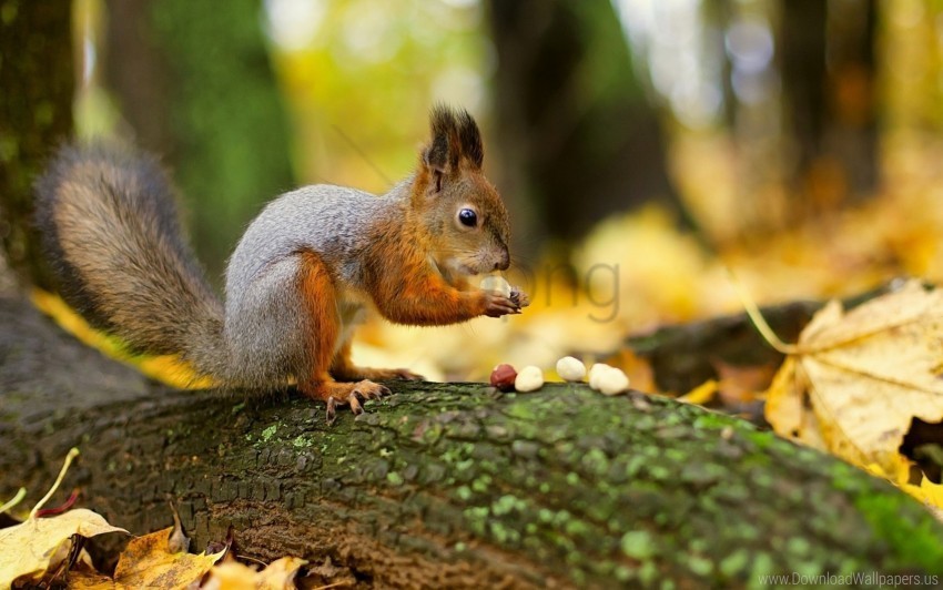 forest nuts squirrel wallpaper Isolated Graphic on HighResolution Transparent PNG