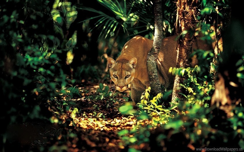 forest puma shadow trees wallpaper PNG files with clear background