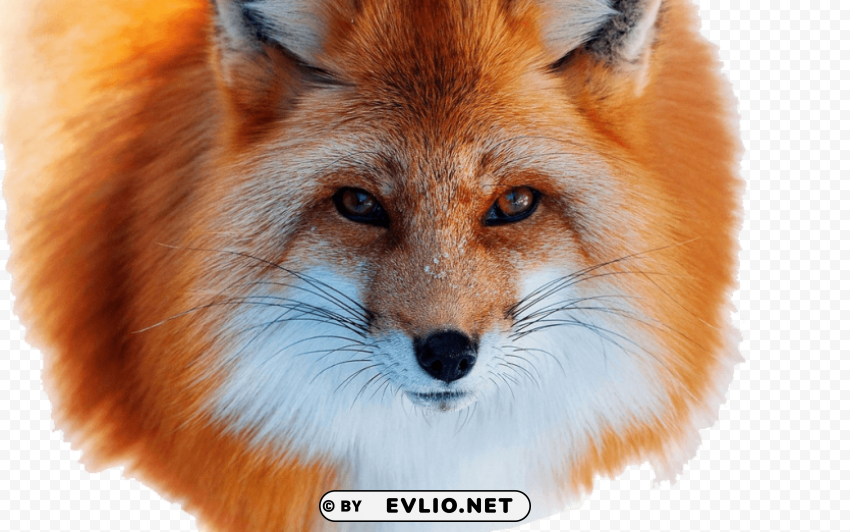 Fox - High-Quality Image - ID 10555ac4 Isolated Artwork in Transparent PNG Format