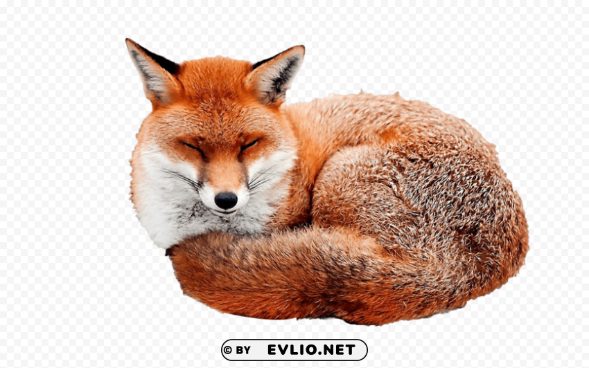 Fox - High-Quality Picture - ID 2e1c4670 Isolated Design Element in Clear Transparent PNG