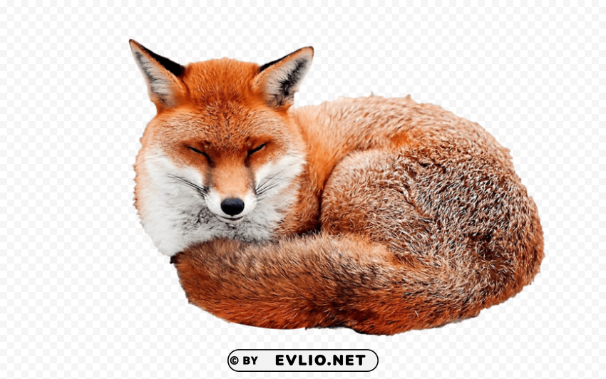 Fox - High-Quality Picture - ID 2e1c4670 Isolated Design Element In Clear Transparent PNG