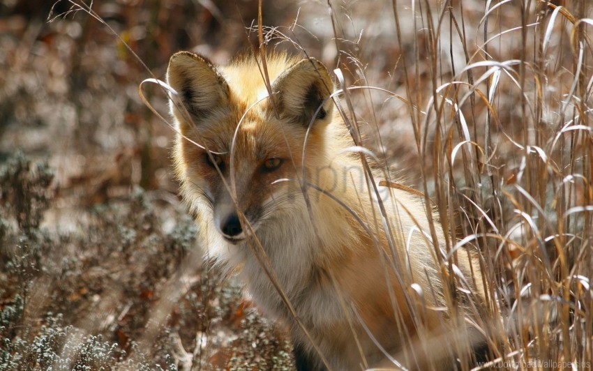 Fox Grass Hide Sit Wallpaper PNG Graphic With Isolated Clarity