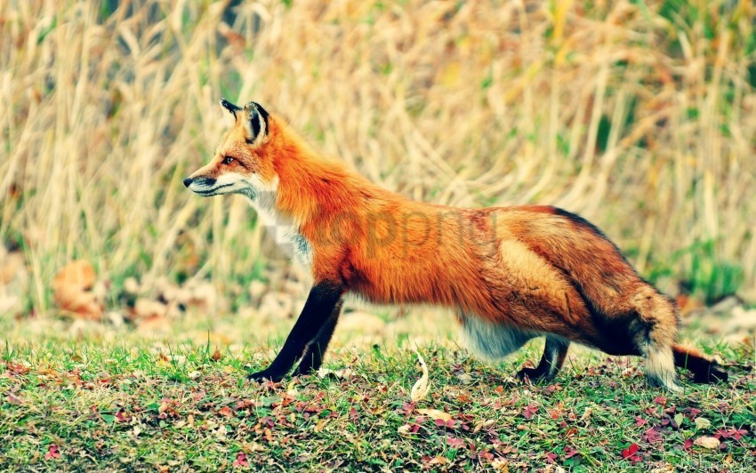 fox grass hunting walk wallpaper PNG Image with Transparent Isolated Graphic Element