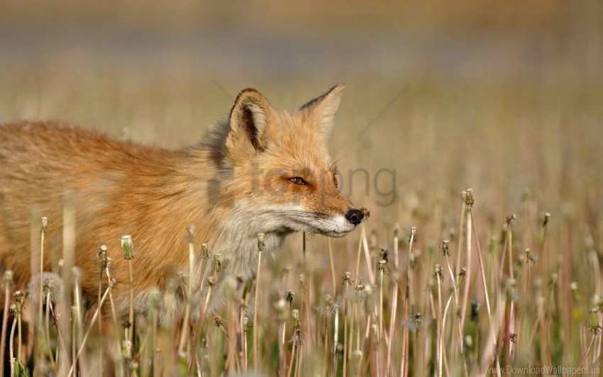 fox grass hunting walk wallpaper PNG Graphic with Isolated Transparency