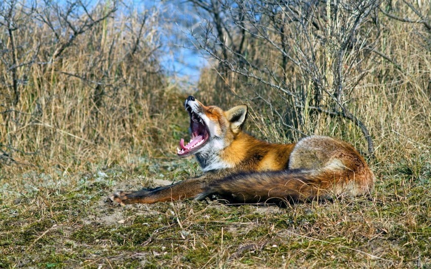 fox grass lying screaming wallpaper PNG for educational use