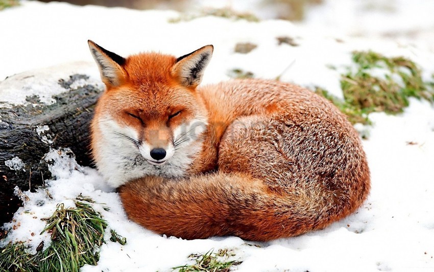 Fox Grass Lying Snow Wallpaper PNG Images With Alpha Transparency Free