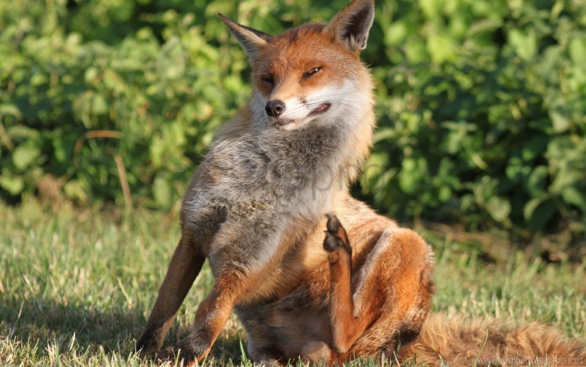 Fox Grass Scratch Sit Wallpaper Transparent Picture PNG