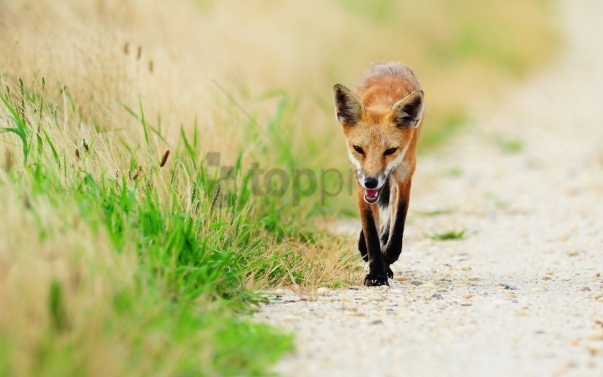fox grass sick thin unhappy wallpaper Isolated Subject in Clear Transparent PNG