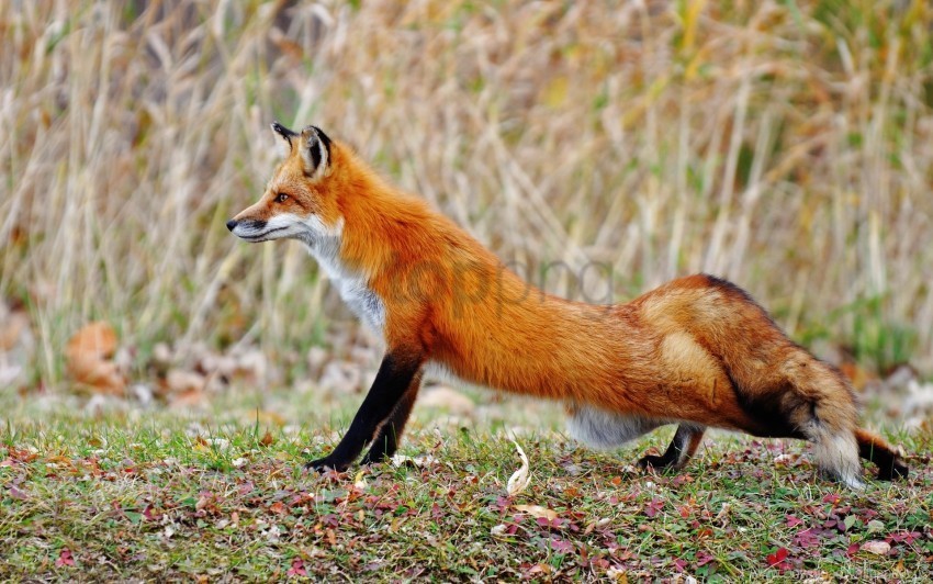 fox grass stretch tail wallpaper Free PNG images with transparent background