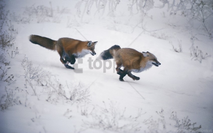 fox hunting jogging winter wallpaper PNG files with transparent canvas collection