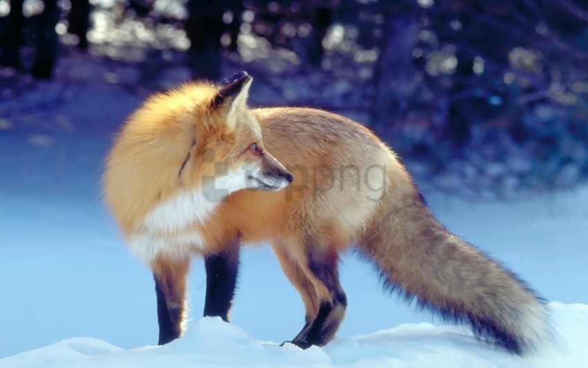 fox hunting predator snow tail waiting winter wallpaper Clean Background PNG Isolated Art