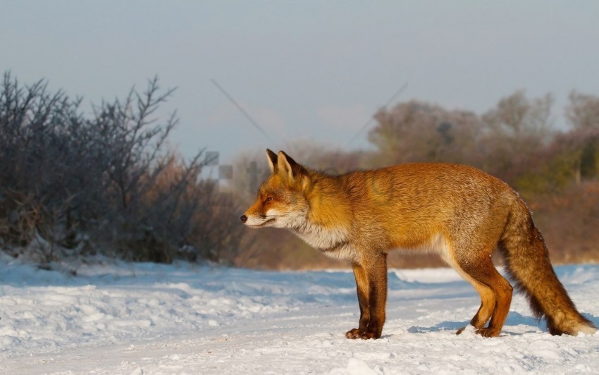 fox hunting snow walk wallpaper Isolated PNG Item in HighResolution