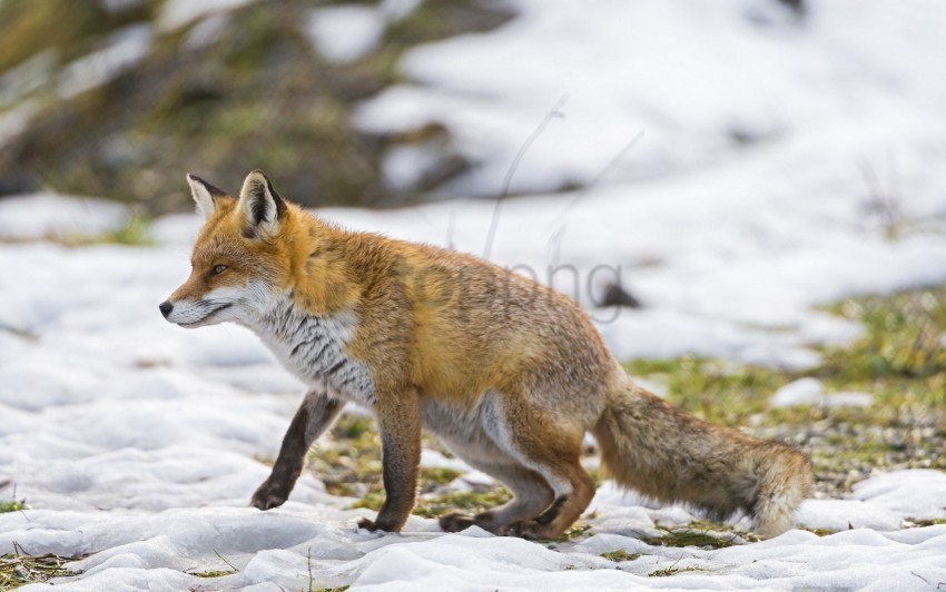 fox hunting snow walking wallpaper PNG image with no background