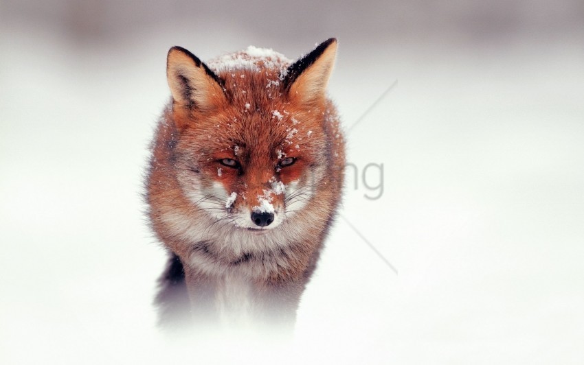fox hunting snow walking wind wallpaper Free download PNG images with alpha channel