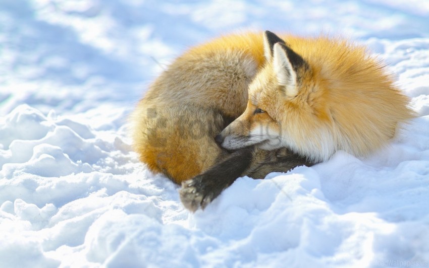 Fox Lying Snow Wallpaper PNG Graphic With Isolated Clarity