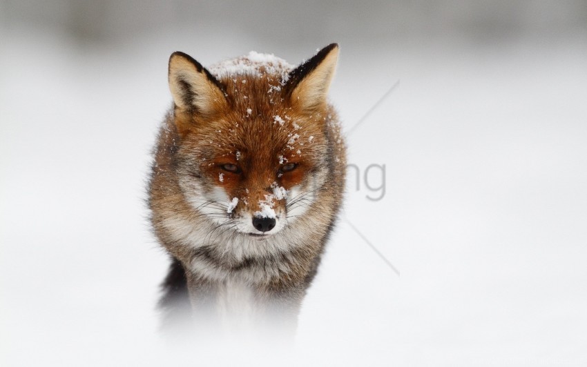 fox nature snow storm winter wallpaper PNG with Transparency and Isolation