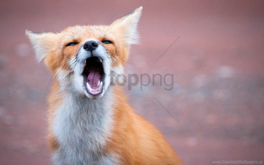 fox open mouth predator teeth wallpaper Isolated Character with Clear Background PNG