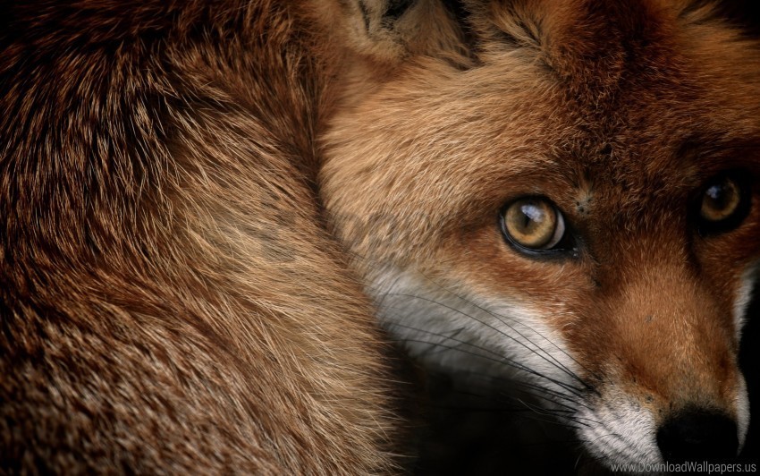 Fox Red Wallpaper PNG Images With Transparent Elements