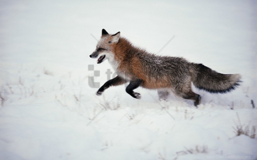 fox run snow walk wallpaper PNG design