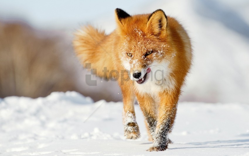 fox running snow winter wallpaper PNG transparent elements compilation