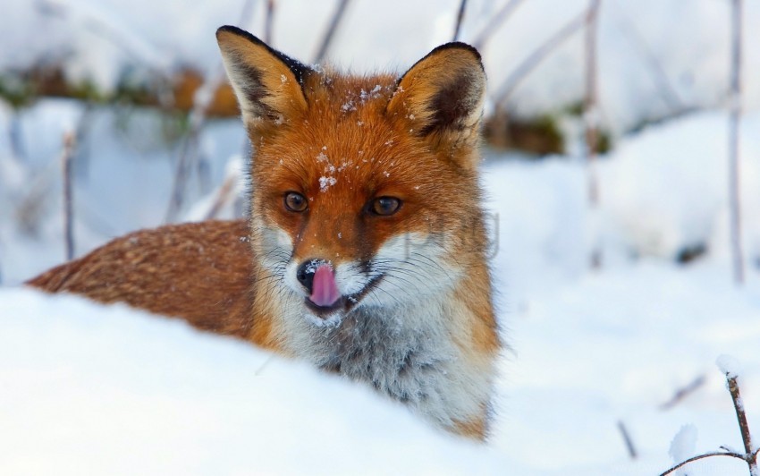fox snout snow view wallpaper Clear PNG graphics free
