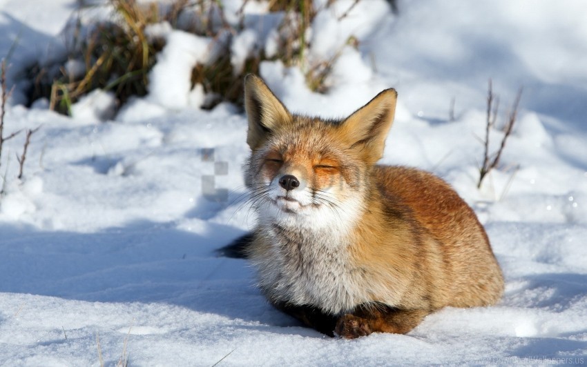 fox snow winter wallpaper PNG images with alpha transparency bulk
