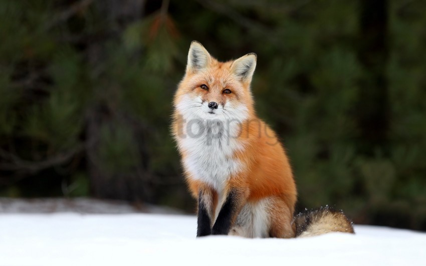 fox snow winter wallpaper HighQuality Transparent PNG Isolated Element Detail