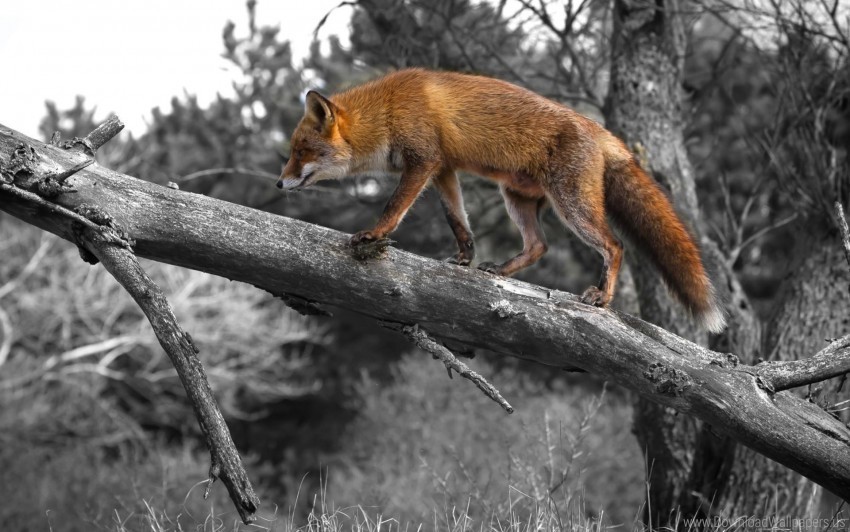 Fox Walking Wood Wallpaper PNG Images With No Background Necessary