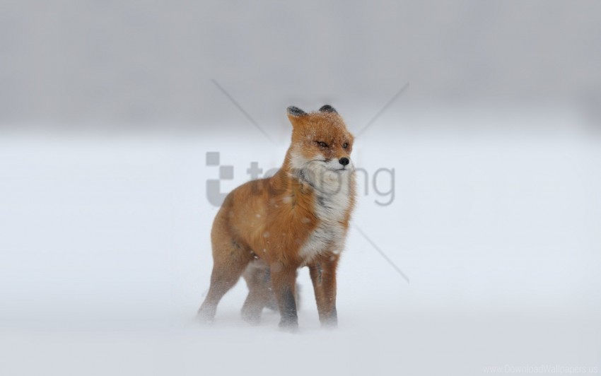 foxes looking red-haired snow snowstorm winter wallpaper Alpha channel PNGs